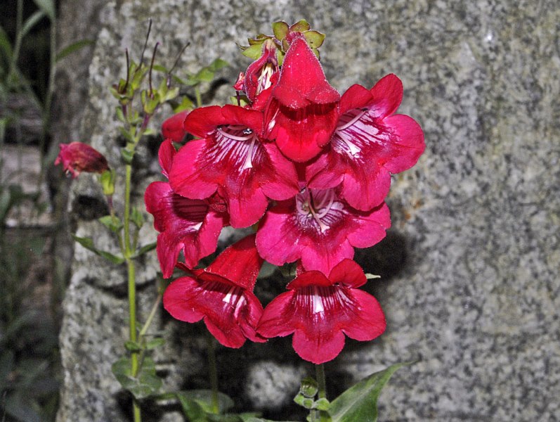 Dei bei fiori rossi - Penstemon hartwegii